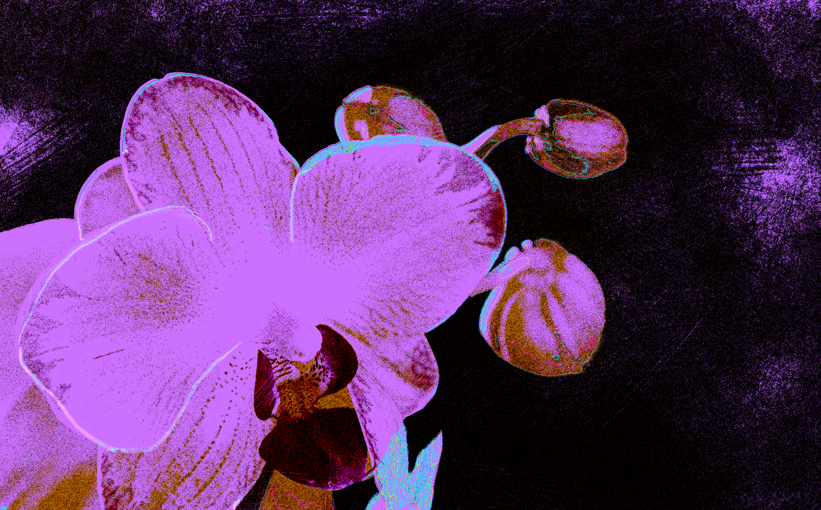 Orchid in artificial UVIVF